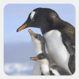 Pegatina Cuadrada Península Antártica, Puerto Neko, Gentoo
