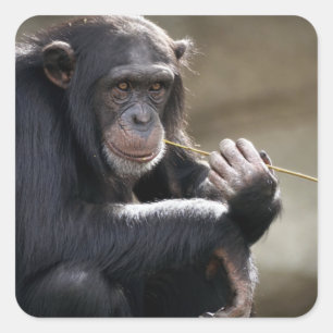 Pegatina Cuadrada Pensar en el jugueteo