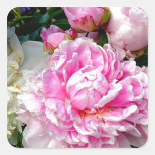 Pegatina Cuadrada Peonias rosas y blancas