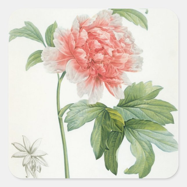 Pegatina Cuadrada Peony, 1799 (Anverso)