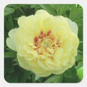 Pegatina Cuadrada Peony amarillo precioso Phot de Bartzella del