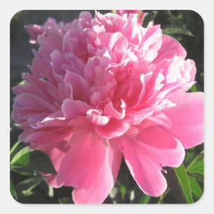 Pegatina Cuadrada Peony rosado