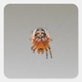 Pegatina Cuadrada Pequeña araña de corte Naranja