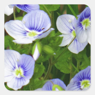 Pegatina Cuadrada Pequeñas flores azules