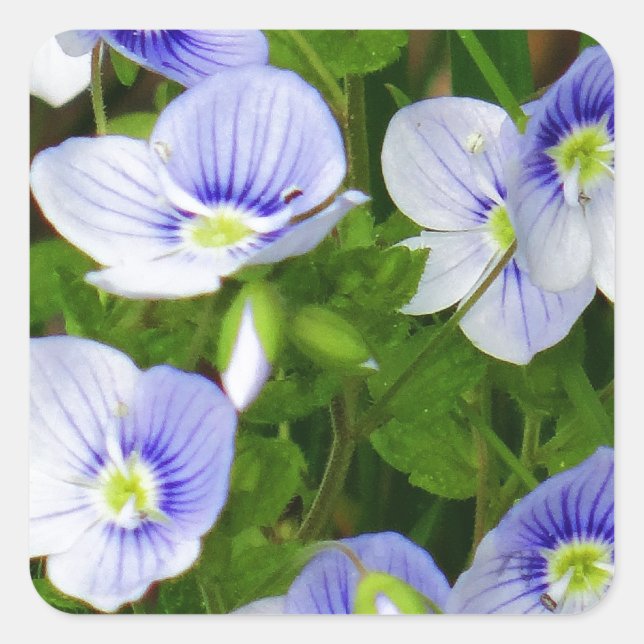 Pegatina Cuadrada Pequeñas flores azules (Anverso)