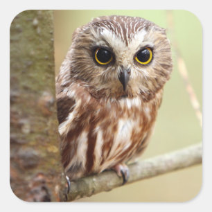 Pegatina Cuadrada Pequeño búho del bebé el   Ontarios
