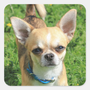 Pegatina Cuadrada Pequeño cachorro chihuahua