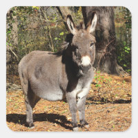 Pequeño Donkey