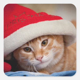 Pegatina Cuadrada Pequeño gatito en Gorra de Navidades rojos