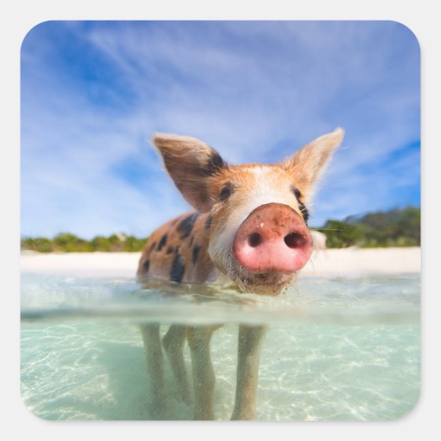 Pegatina Cuadrada Pequeño lechón (Anverso)