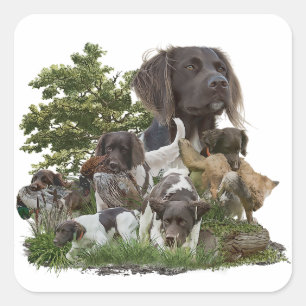 Pegatina Cuadrada Pequeño Munsterlander