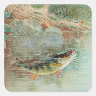Pegatina Cuadrada Perca amarilla por S.A. Kilbourne, peces vintage