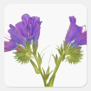Pegatina Cuadrada Pérdida púrpura de los vírgenes (echium plantagine