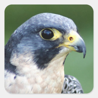 Pegatina Cuadrada Peregrine Falcon Face Photo