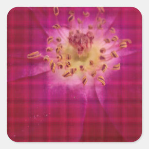 Pegatina Cuadrada Perfección Petal: arte de patrón Petal Rosa contro