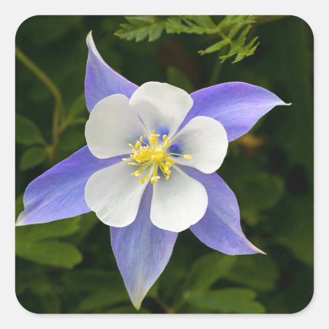 Pegatina Cuadrada Perfecto (Anverso)