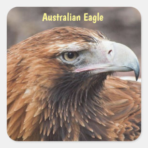 Pegatina Cuadrada Perfil de águila australiana