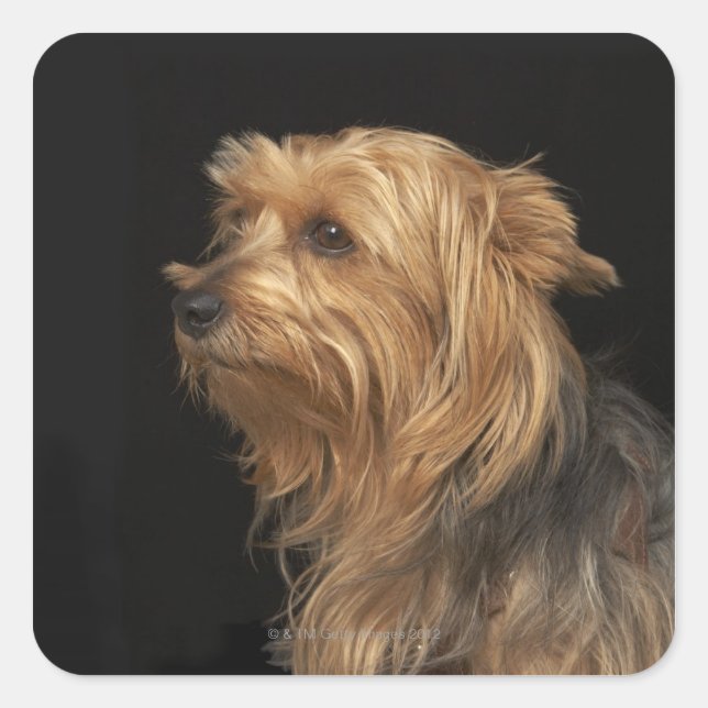 Pegatina Cuadrada Perfil izquierdo de Yorkie negro y marrón en negro (Anverso)