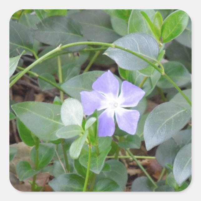 Pegatina Cuadrada Periwinkle común, Vinca menor, en la carretera (Anverso)
