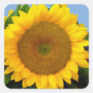 Pegatina Cuadrada Perky Sunflower