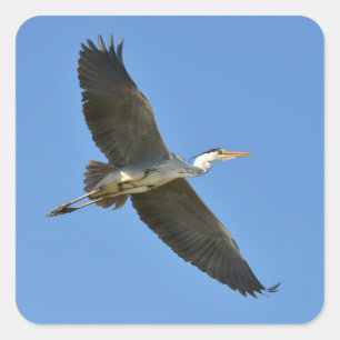 Pegatina Cuadrada Perón gris en vuelo