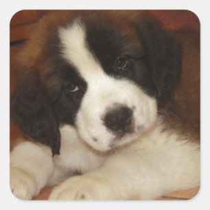 Pegatina Cuadrada Perrito adorable y dulce de St Bernard