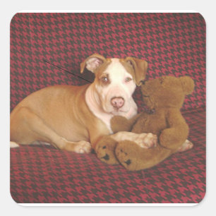 Pegatina Cuadrada perrito americano pit bull terrier con teddy