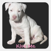 Pegatina Redonda Perrito Blanco De Pitbull Del Bebe Zazzle Es