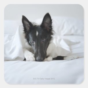 Pegatina Cuadrada Perrito blanco y negro en cama con el hueso