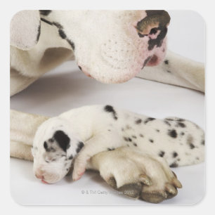 Pegatina Cuadrada Perrito de great dane del Harlequin que duerme en