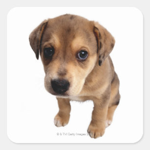 Pegatina Cuadrada Perrito de la Mezclado-Raza