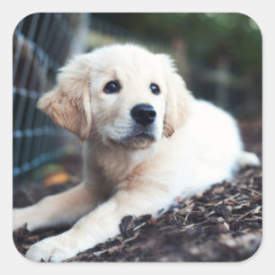 Pegatina Cuadrada Perrito de Labrador que juega en el jardín