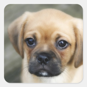 Pegatina Cuadrada Perrito de Pugalier que mira la cámara