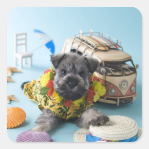 Pegatina Cuadrada Perrito del Schnauzer miniatura y vacaciones de
