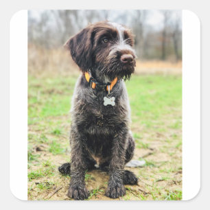 Pegatina Cuadrada Perrito el señalar Griffon Wirehaired