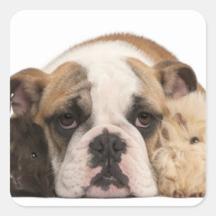 Pegatina Cuadrada perrito inglés del bulldog (4 meses) y dos