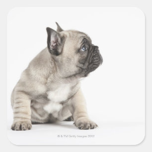 Pegatina Cuadrada Perrito pedigrí