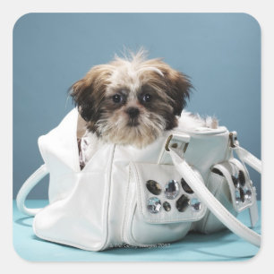 Pegatina Cuadrada Perrito que se sienta en bolso