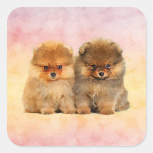 Pegatina Cuadrada Perritos alemanes lindos del perro de Pomerania de