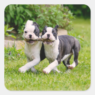 Pegatina Cuadrada Perritos divertidos de Boston Terrier jugando -