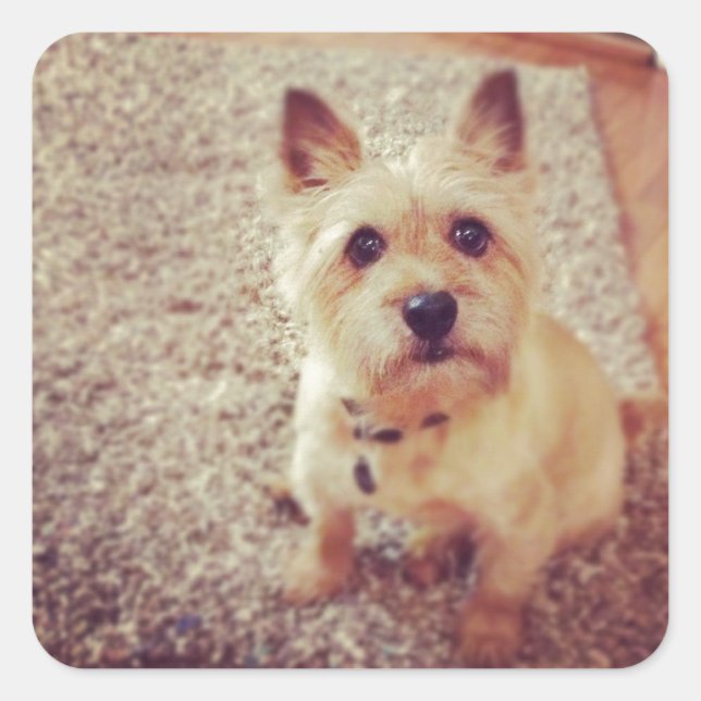 Pegatina Cuadrada Perro (Anverso)