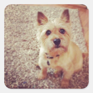 Pegatina Cuadrada Perro