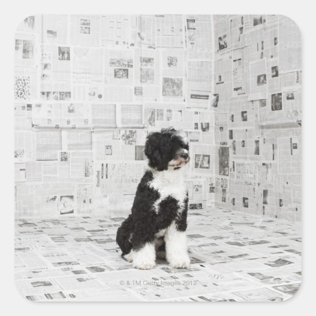 Pegatina Cuadrada Perro acuático portugués en una habitación cubiert (Anverso)