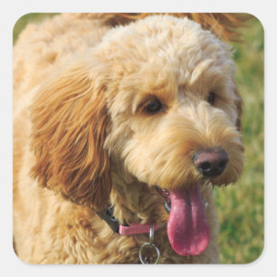 Pegatina Cuadrada Perro Adorable Goldendoodle