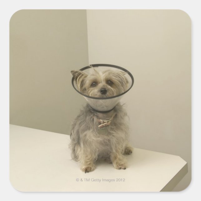 Pegatina Cuadrada Perro aterrador con collar protector (Anverso)