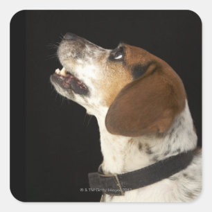Pegatina Cuadrada Perro Beagle con perfil de cuello negro
