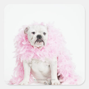 Pegatina Cuadrada Perro blanco macho con boa rosa