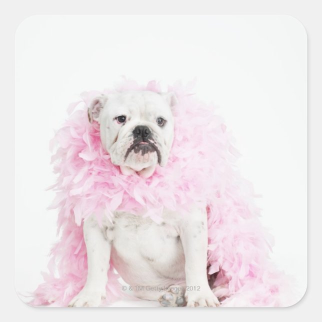 Pegatina Cuadrada Perro blanco macho con boa rosa (Anverso)