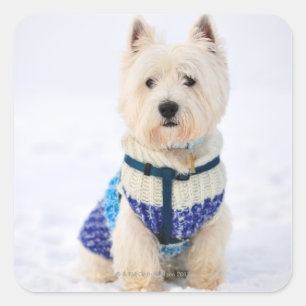 Pegatina Cuadrada Perro blanco vestido en la nieve.