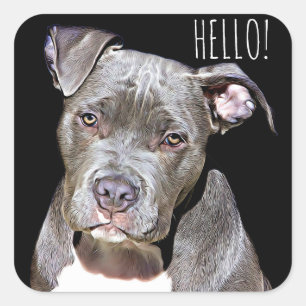 Pegatina Cuadrada Perro Bull Cute Pit HELLO Stickers
